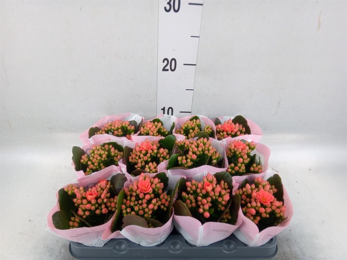 <h4>Kalanchoe blos.   ..rosebud</h4>