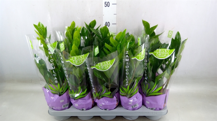 <h4>Zamioculcas zamiifolia</h4>