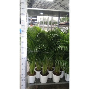 Dypsis lutescens   ...Chrysalidoca