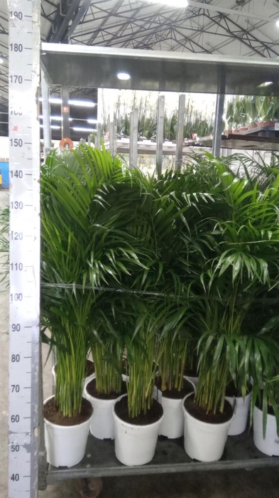 <h4>Dypsis lutescens   ...Chrysalidoca</h4>