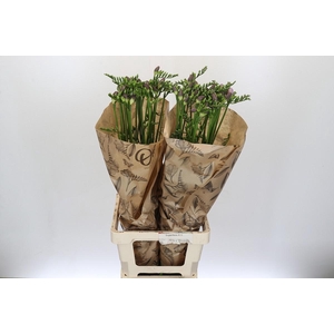 Freesia One Blue XXL