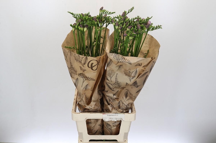 <h4>Freesia One Xxl Blue</h4>