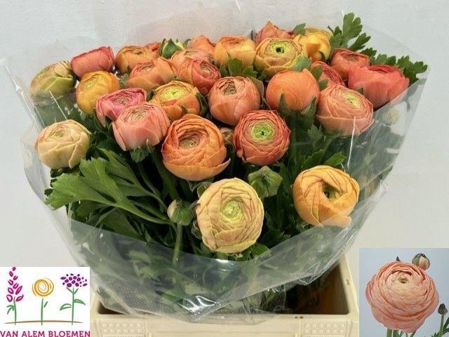 <h4>RAN AAZUR SALMON</h4>