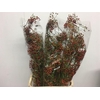 Rosa Corallo Green Orange