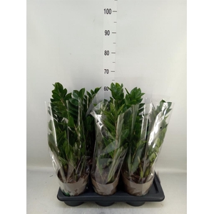 Zamioculcas zamiifolia