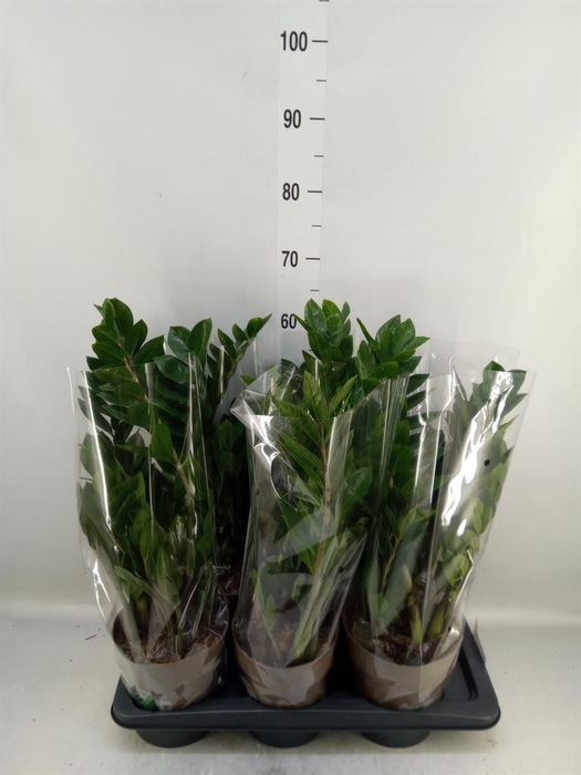 <h4>Zamioculcas zamiifolia</h4>
