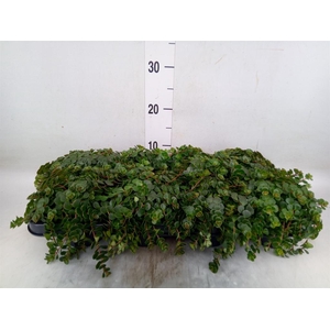 Sedum makinoi 'Kosmosje'