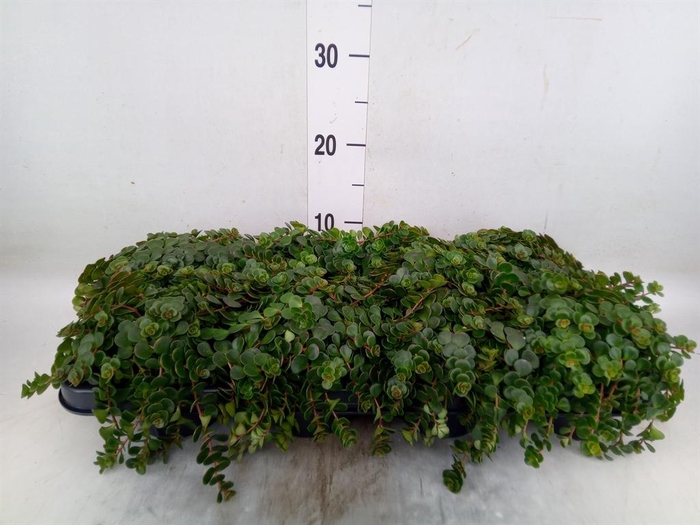 <h4>Sedum makinoi 'Kosmosje'</h4>