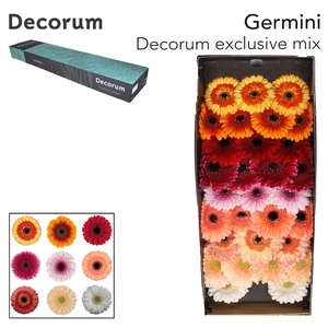 Germini Mix Exclusive Doos