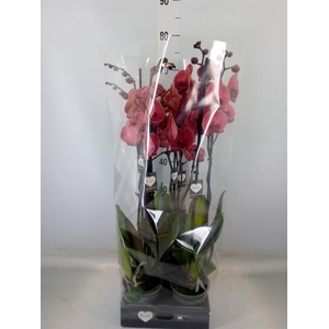 Phalaenopsis   ...orange