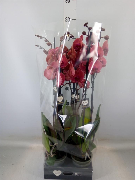 <h4>Phalaenopsis   ...orange</h4>