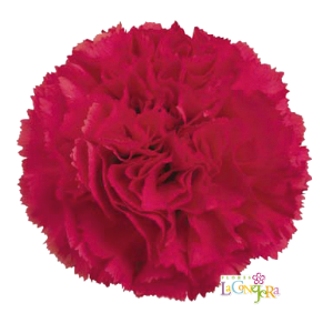 Di St Bizet Hot Pink 65cm CO