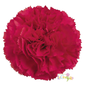 Di St Bizet Hot Pink 65cm CO