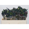 Anigozanthos Celebrations Firework
