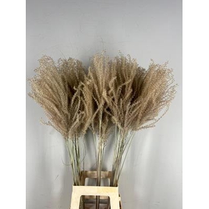 Df Miscanthus Dry Feather