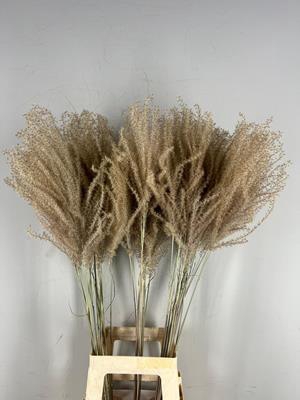 <h4>Df Miscanthus Dry Feather</h4>