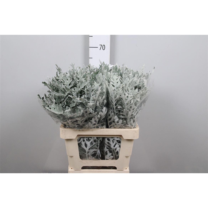 <h4>Jacobaea Maritima</h4>