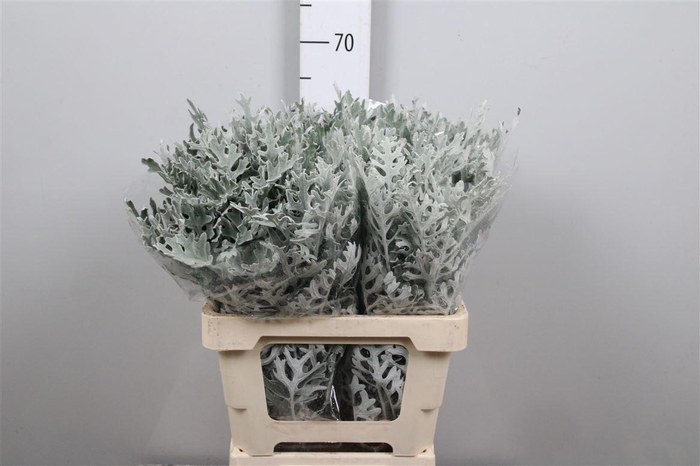 <h4>Jacobaea Maritima</h4>