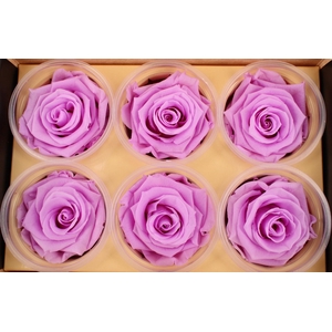 R Prs Pink Nobel Lili