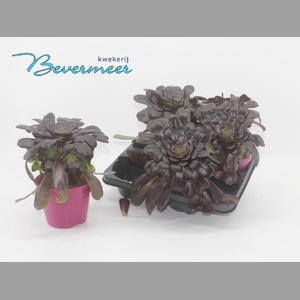 AEONIUM AB VELOURS