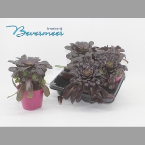 AEONIUM AB VELOURS