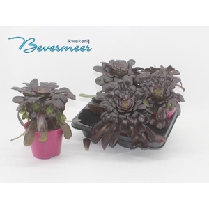 AEONIUM AB VELOURS