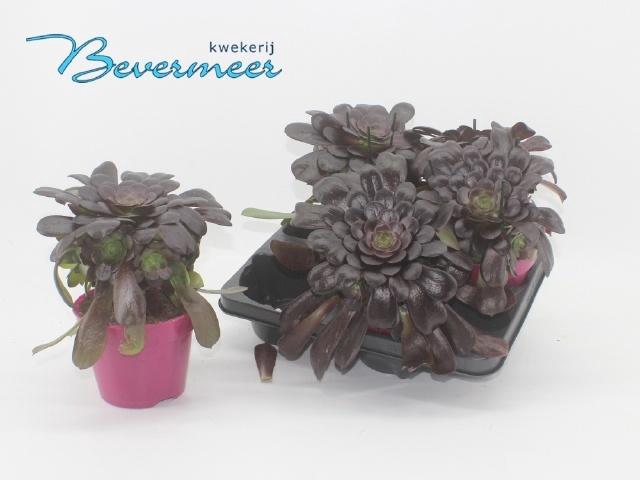 <h4>AEONIUM AB VELOURS</h4>