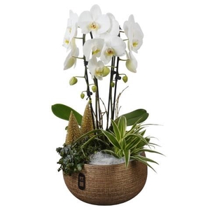 Opm Pt PTPCE3607 Phalaenopsis X-mas Keramiek Schaa