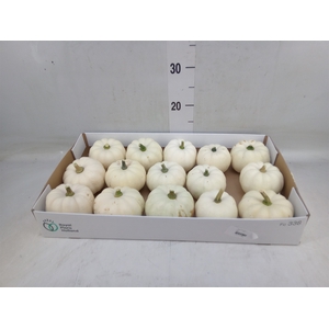 Cucurbita