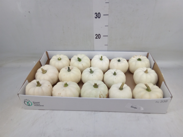 <h4>Cucurbita</h4>