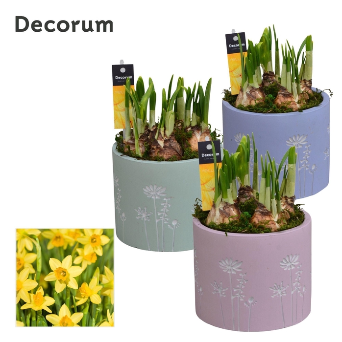 <h4>Narcis Whisper Flower GM HL15747</h4>