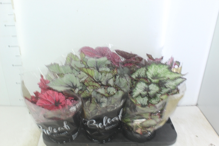 <h4>BEGONIA BELEAF P15 PO</h4>