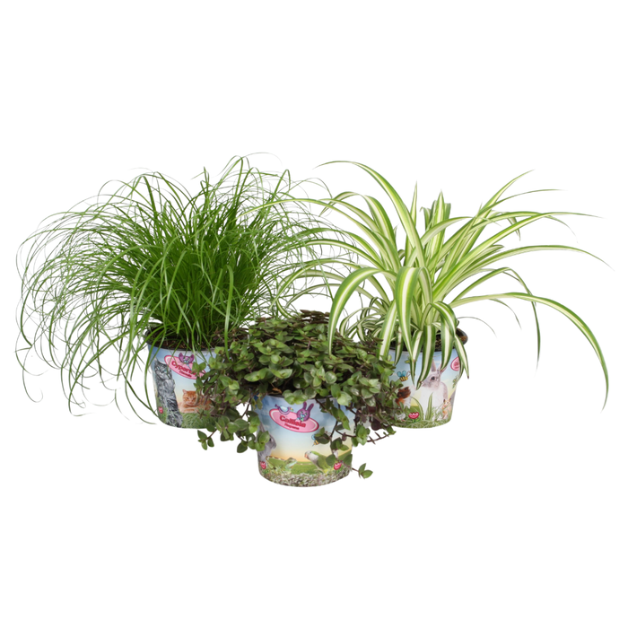 <h4>Pet mix 3 soorten in potcover</h4>