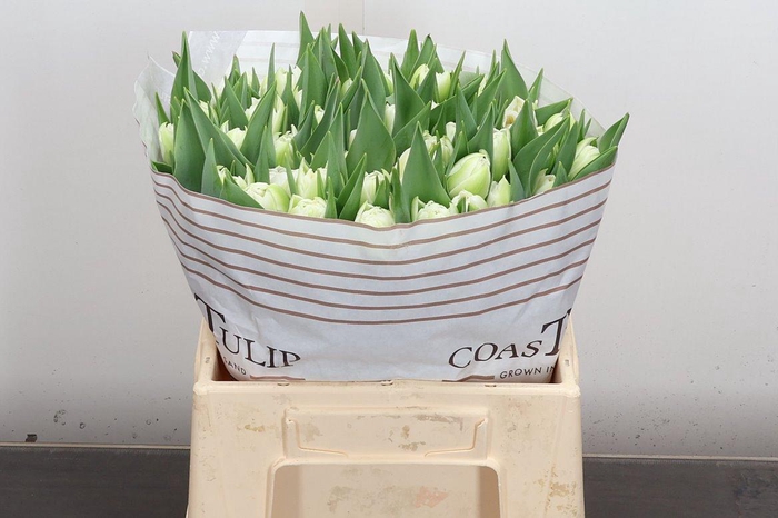 <h4>Tu Du Fortaleza</h4>