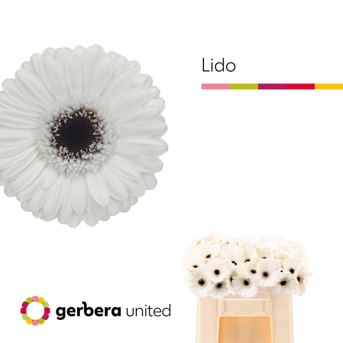 <h4>GE MI LIDO</h4>