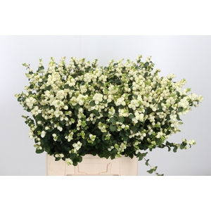 Sympho Mag Lemo Lime