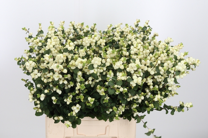 <h4>Sympho Mag Lemo Lime</h4>