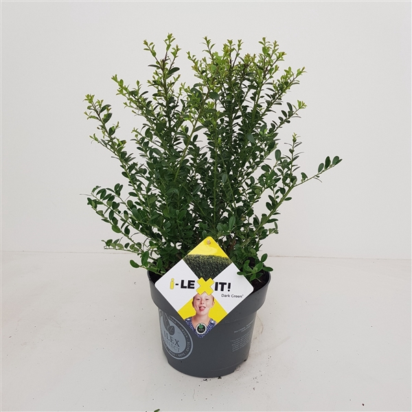 <h4>Ilex crenata Dark Green, P19, Struik 30-40cm</h4>