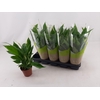 SPATH TORELLI