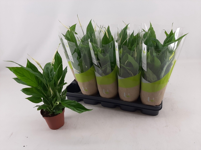 SPATH TORELLI