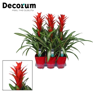 Guzmania Bandera Luxe (Decorum)