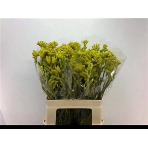 ANIGOZ BUSH GOLD