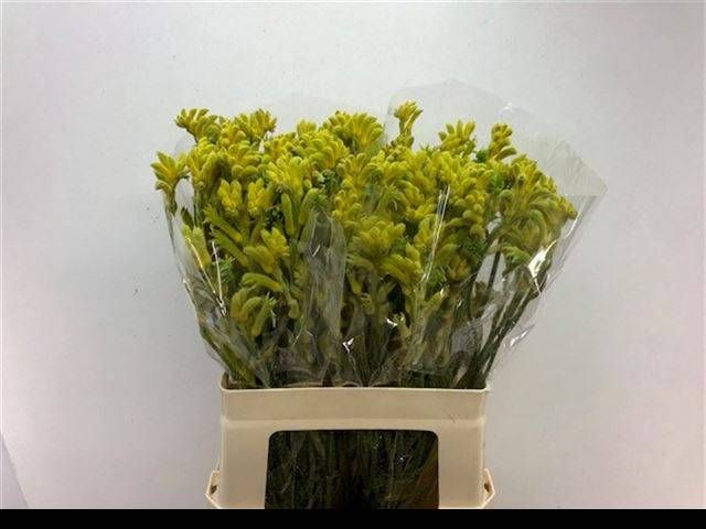 <h4>ANIGOZ BUSH GOLD</h4>