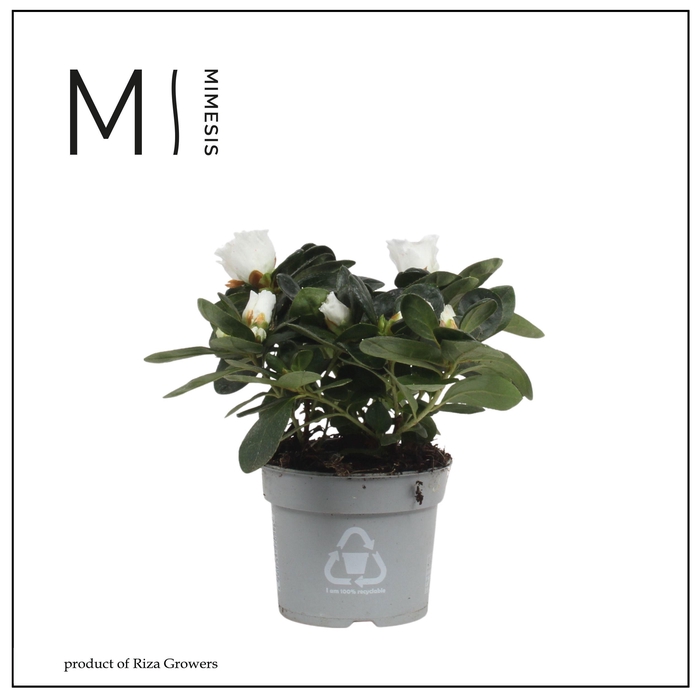 <h4>Mimesis Azalea - 9cm Wit</h4>