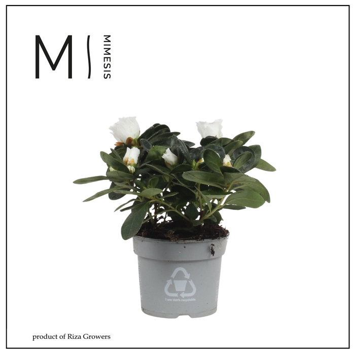 <h4>Mimesis Azalea - 9cm Wit</h4>