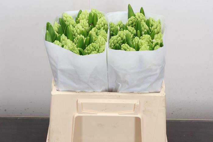 <h4>Hyac Pallas</h4>