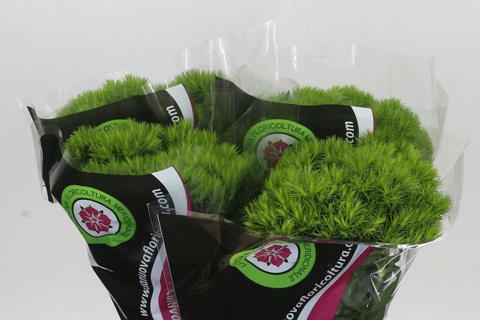 Dianthus Br Kiwi Mellow