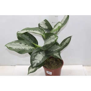 AGLAONEMA PATAYA P17