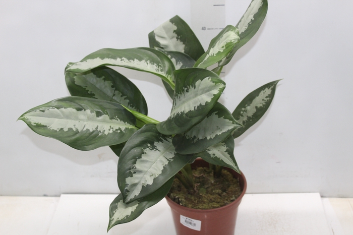 <h4>AGLAONEMA PATAYA P17</h4>