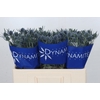 Eryngium Blue Dynamite